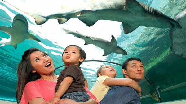 American Dream: SEA LIFE® Aquarium Entry Ticket