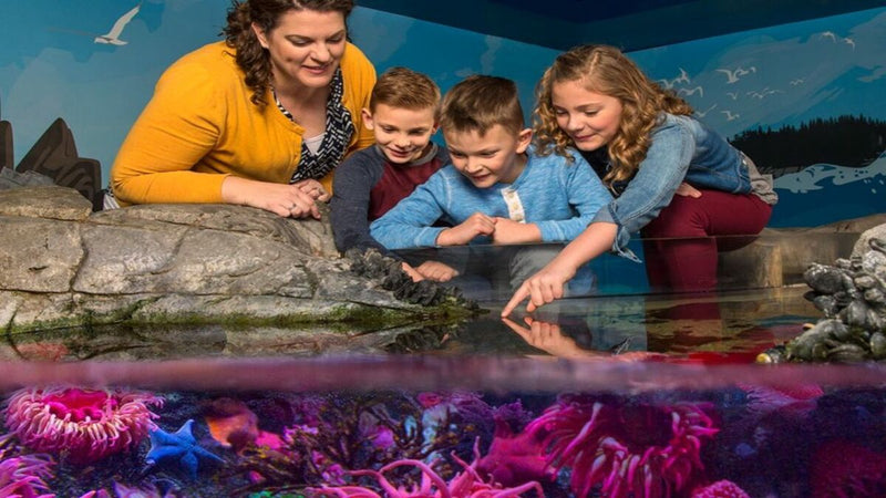 American Dream: SEA LIFE® Aquarium Entry Ticket