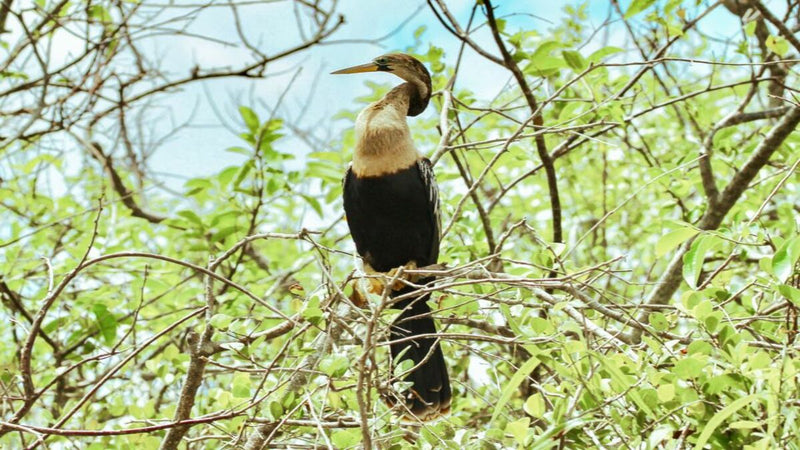 Everglades National Park: Airboat Tour and Wildlife Show