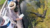 Everglades National Park: Airboat Tour and Wildlife Show