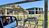 Wild Florida Drive-Thru Safari and Gator Park Admission