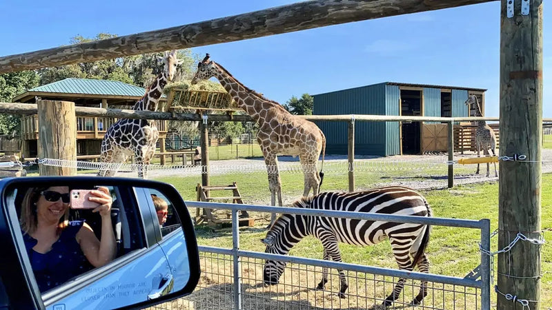 Wild Florida Drive-Thru Safari and Gator Park Admission