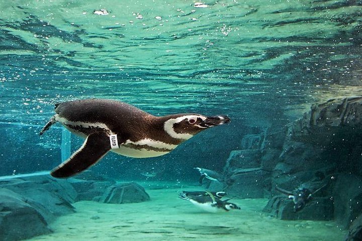 Tour of the Aquarium of the Pacific (Skip-the-Line Entry)