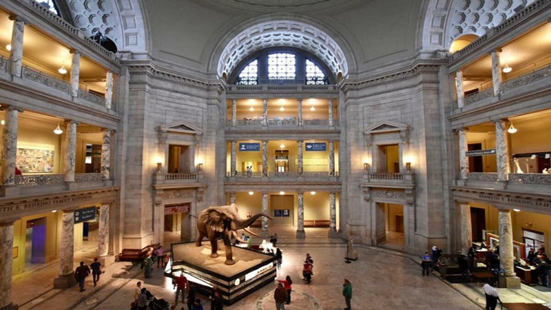 Smithsonian National Museum of Natural History Guided Tour